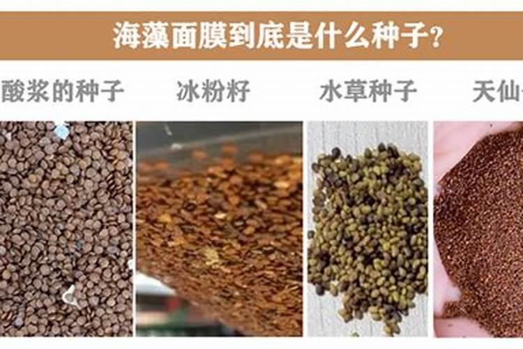 海藻肥料有什么特点？海藻肥料有什么功能？