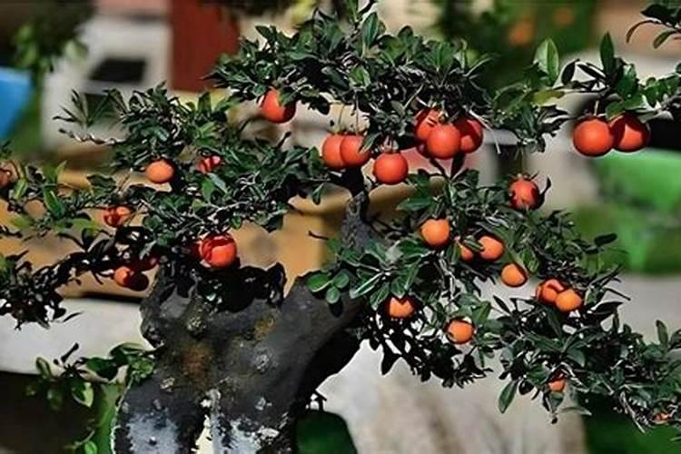 柑橘几月份施钾肥好 最佳使用时间