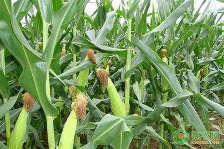 成年槟榔怎样施水肥？