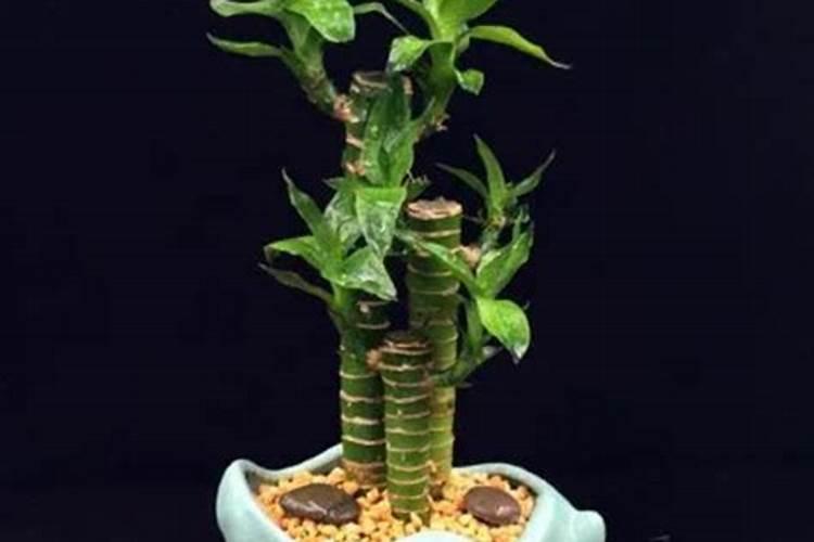 让土壤变疏松的方法有哪些