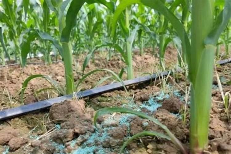 红薯苗移栽后缓苗期几天