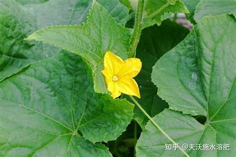 黄瓜座果期用哪种水溶肥效果好？黄瓜保花保果用什么肥料？