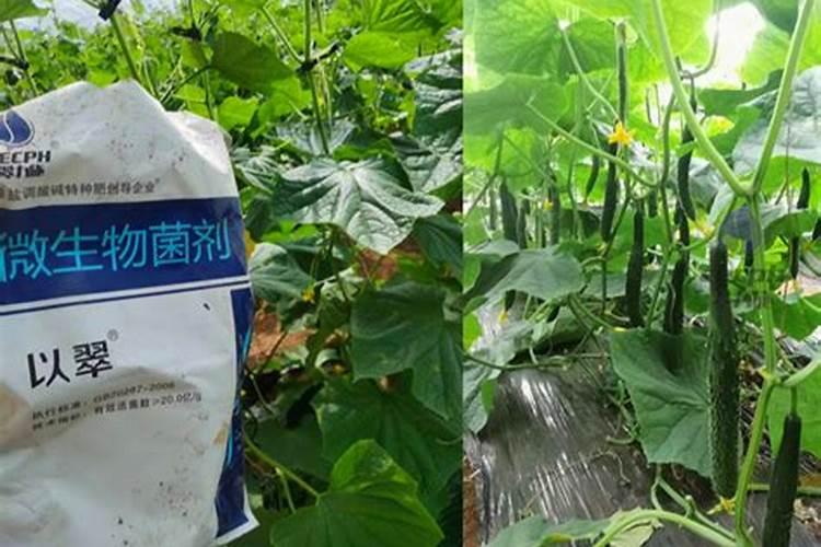 黄瓜施什么肥最好