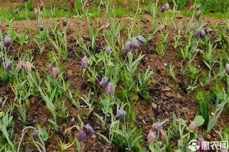 磷肥怎样使用才是正确 磷肥的使用方式