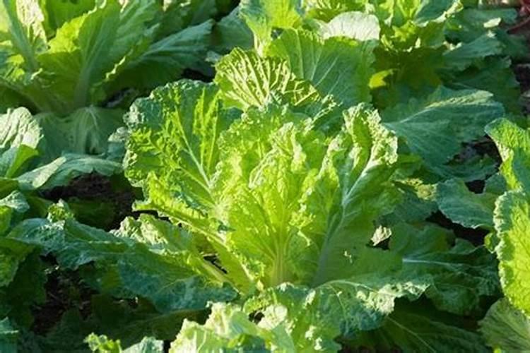 盆栽花怎样用钾肥(钾肥浇花)