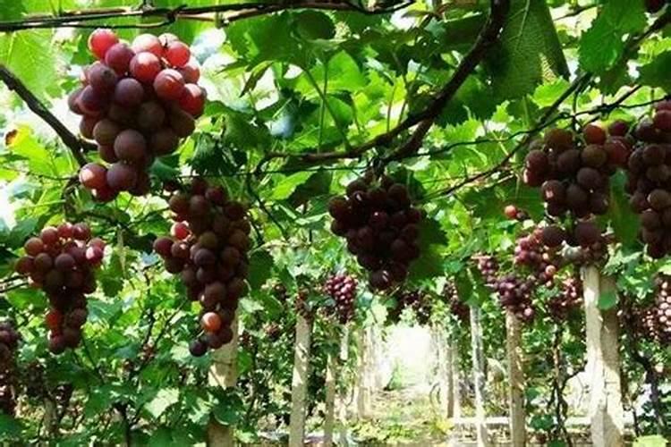 葡萄膨果期用什么肥料,种植葡萄该如何施肥