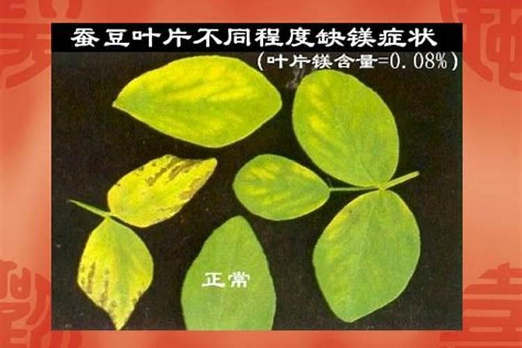 百香果扦插生根最快的方法是什么？