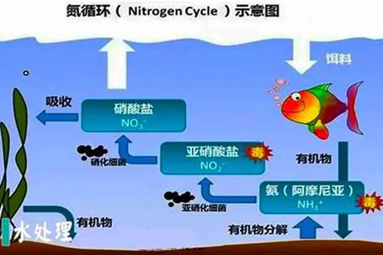 海水富营养化的原因
