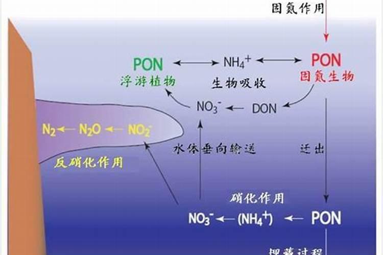 引起水华与赤潮的主要原因是