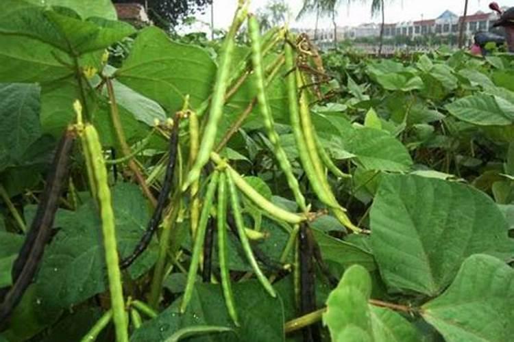 绿豆用什么肥料最好