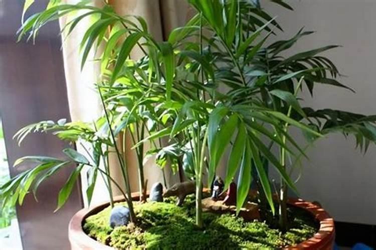 什么是铵态氮肥