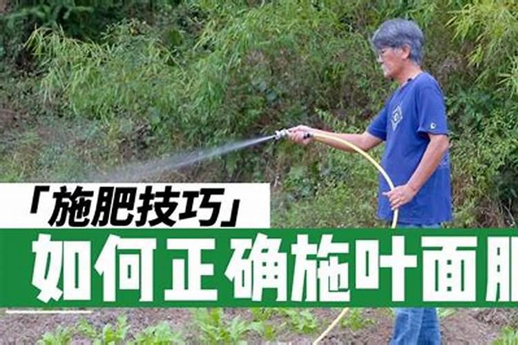 春季兰花追施叶面肥需要注意些什么