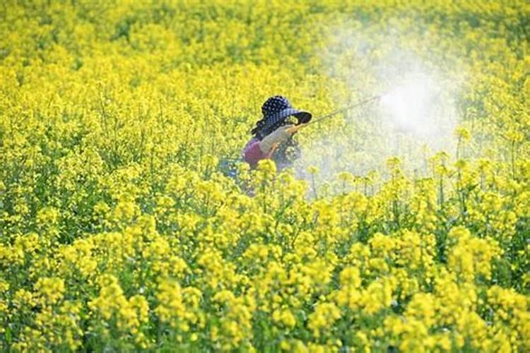 农作物施用硼肥的过程中有哪些误区需要注意的？