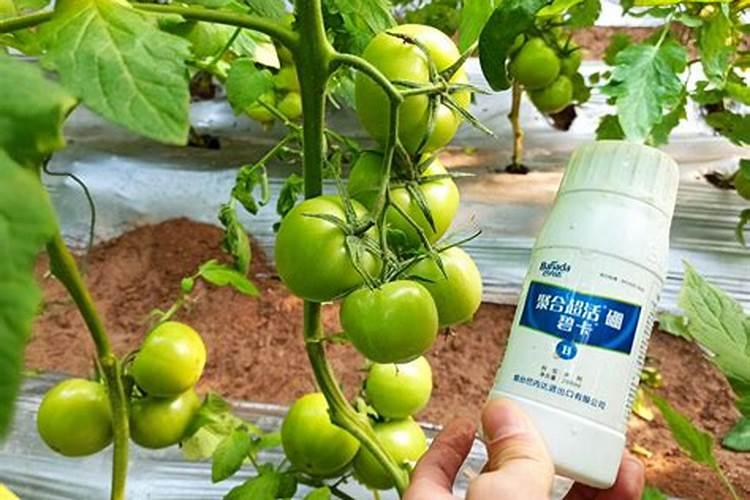 磷酸二氢钾怎么用草莓
