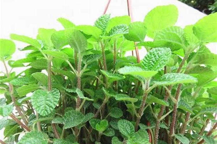 棉花后期需要什么肥料,侧枝过旺怎么办