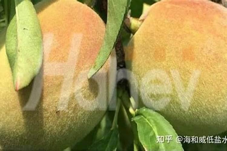 花期桃树打几遍硼砂