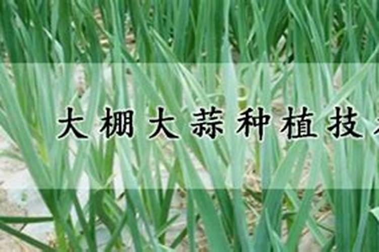 打韭菜叶面肥40斤水放多少,白醋