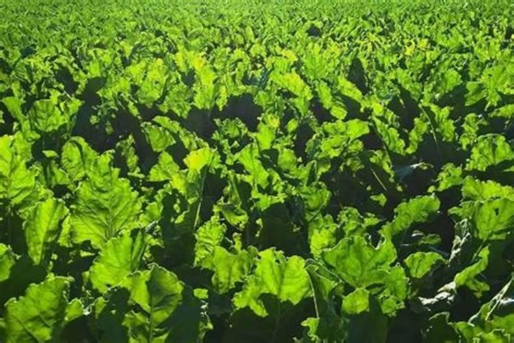 葫芦苗不长是因为什么,葫芦苗用什么肥料