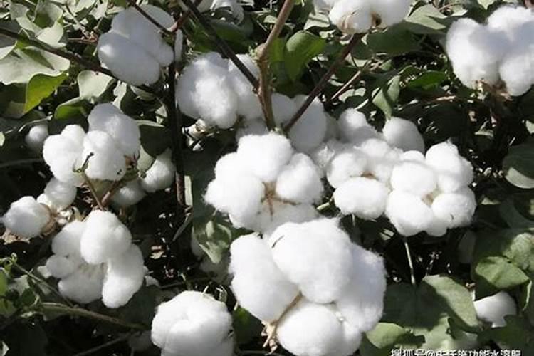 棉花后期喷什么叶面肥