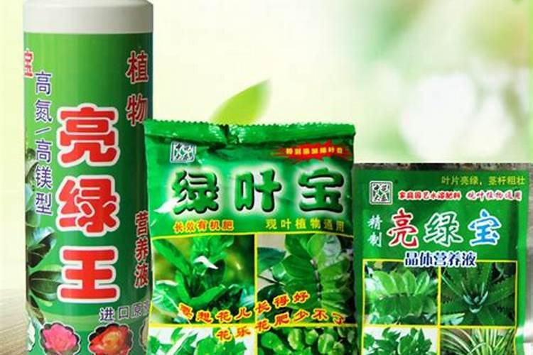 平安树施什么肥料好