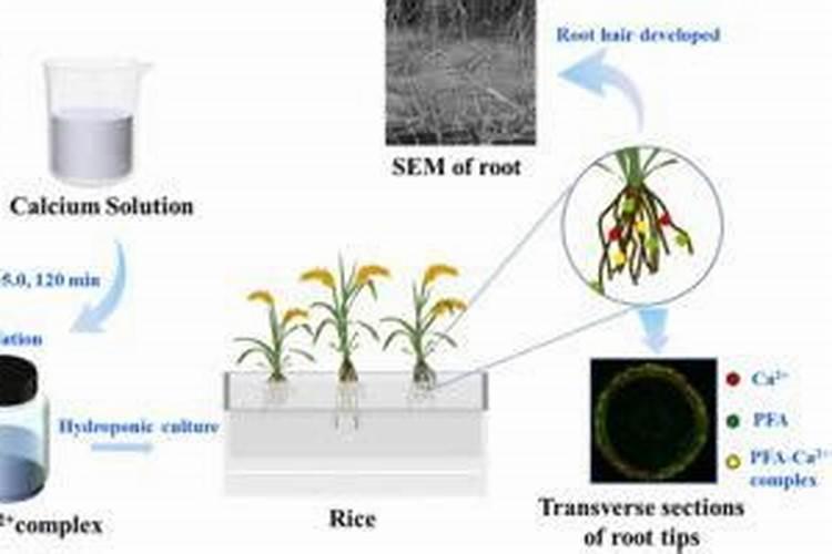 多肉火祭家里能养吗风水好吗