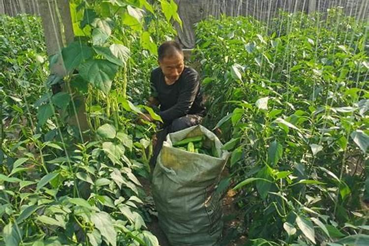 广西鹿寨化肥有限公司现状