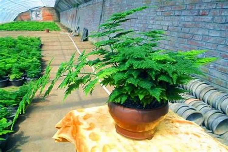 文竹施肥时间