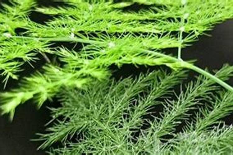 如何能让文竹一直绿油油的,不黄叶