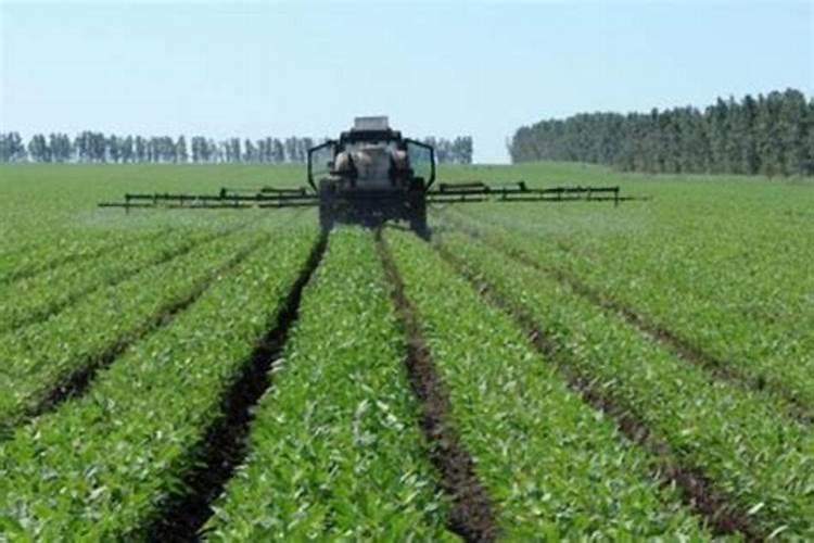 「每日一农经」为什么使用叶面肥？叶面肥有哪些好处？