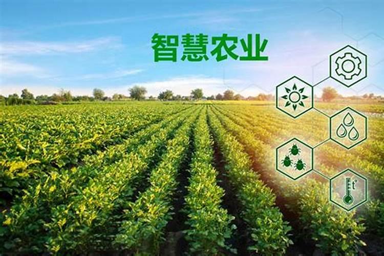 最好的叶面肥有哪几种