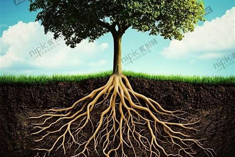 葡萄树施什么肥好