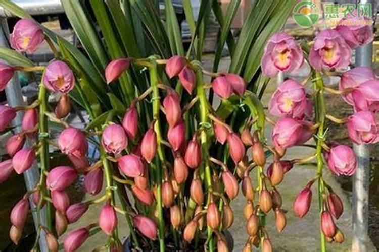 玉米叶面肥配制