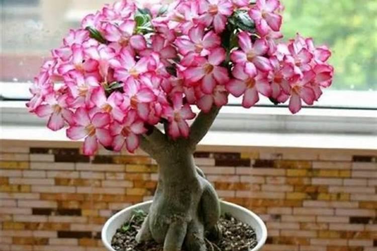 沙漠玫瑰叶子卷曲什么原因