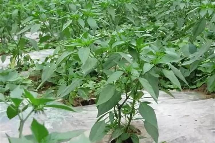 辣椒开花了要怎样浇水施肥