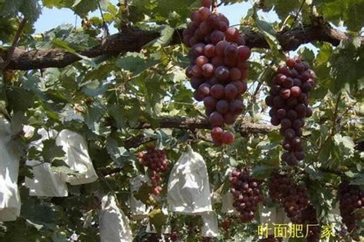 土壤板结的最好方法