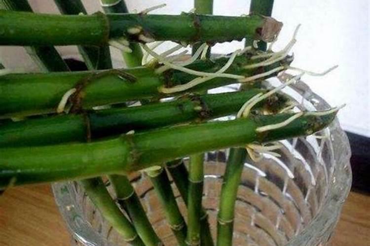 种植什么花需要生根素杀虫 种植哪种花需要生根素杀虫