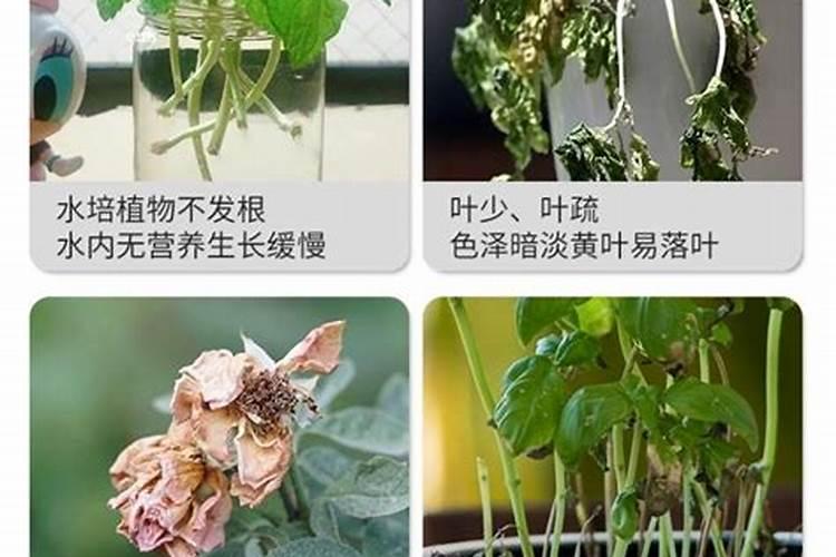 养花用什么药