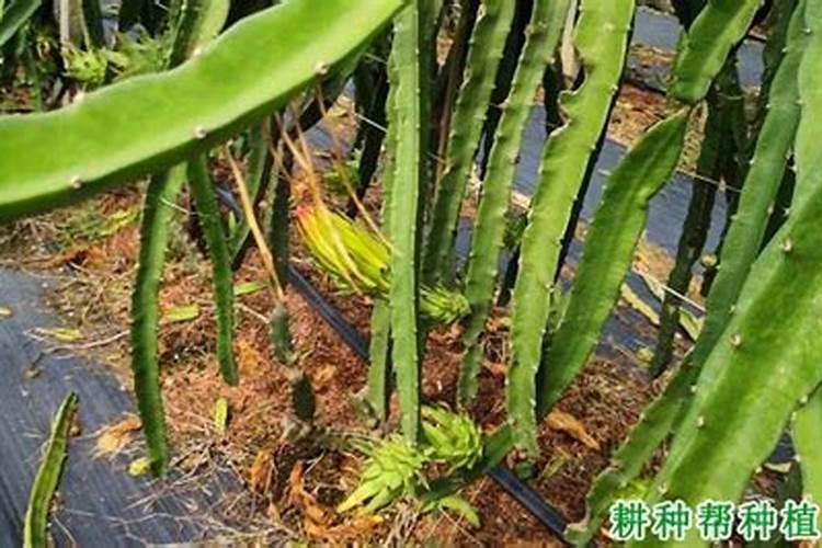 火龙果打什么药好