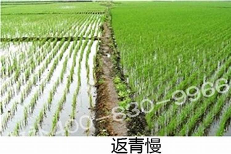 小麦返青肥用什么肥料好