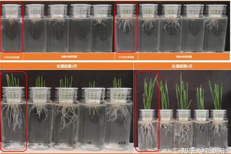 芸苔素使用技巧