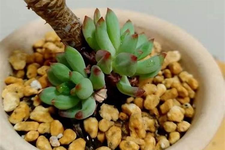 紫乐多肉怎么出侧芽
