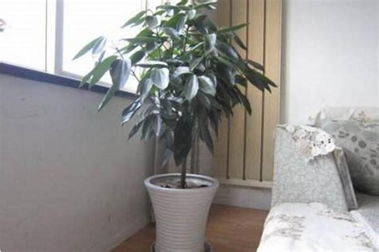 红叶枫树盆景怎么养护方法