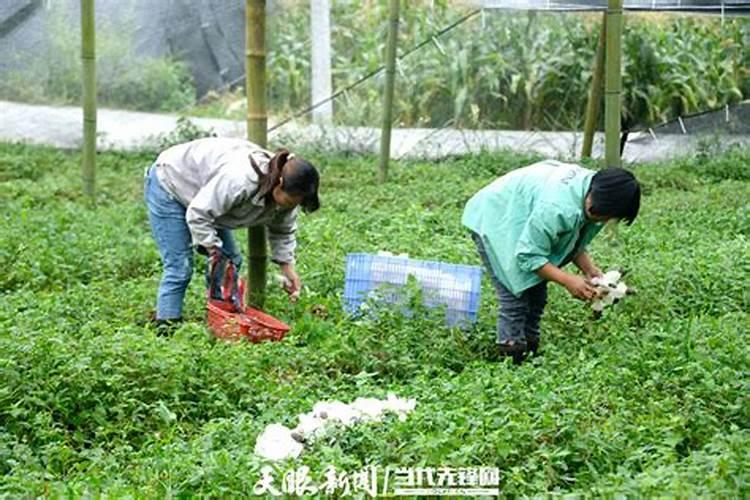 氮磷钾肥料怎么用才能种花