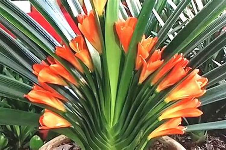 君子兰用什么肥料最好