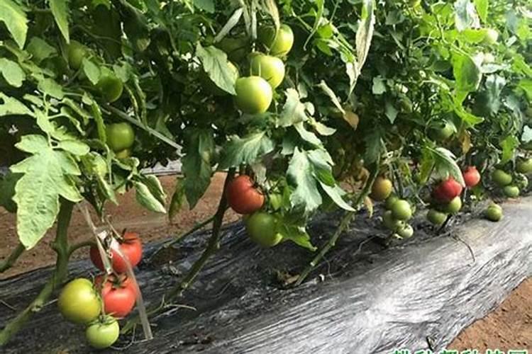 在种植西红柿时,怎样施肥才能最高产？