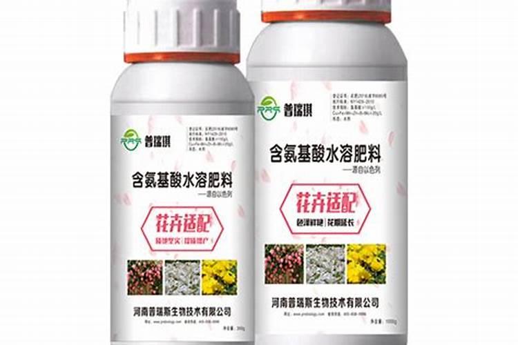 农村赶大集,红豆杉,养了8年,今年结出了红果果,是真的吗？