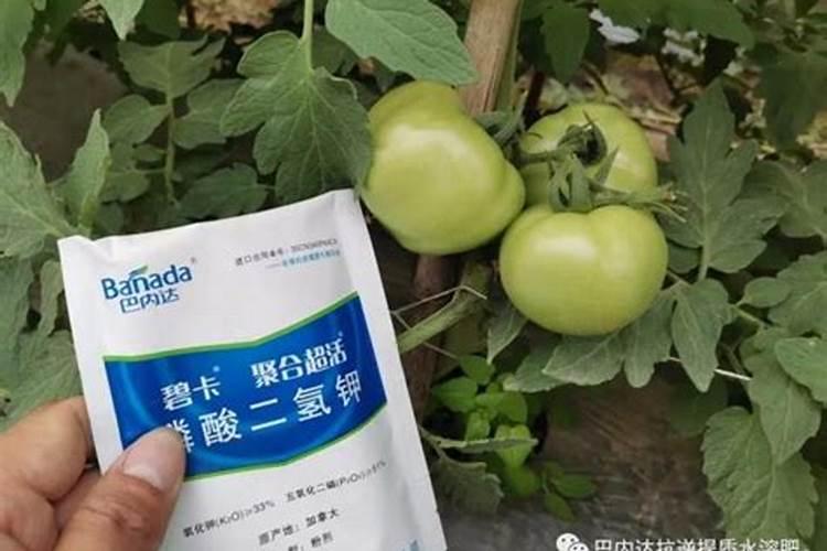 番茄第一次追肥用什么肥最好？