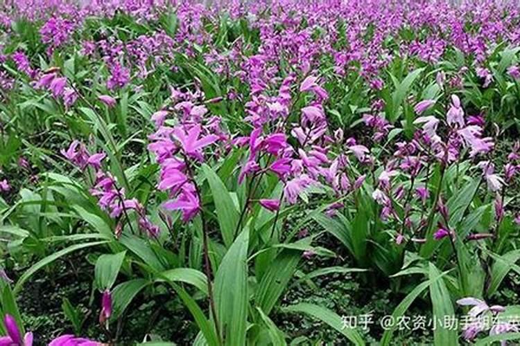 菜苗移栽几天能活了