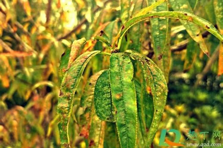 桃树黄叶如何防治？