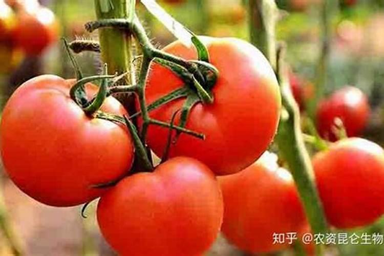 哪位大神知道西红柿用什么冲施肥好,
